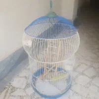 قفس پرنده