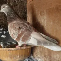سورو کاکلی