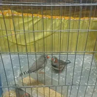 فنچ|پرنده|ورامین, جعفر آباد اخوان|دیوار