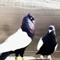 کبوتر
