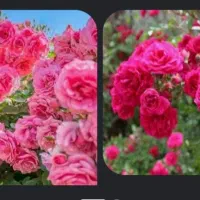 گل سرخ اعلای دشت‌های  همیشه سرسبز روستای  چلگان