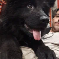 ژرمن بلک شولاین