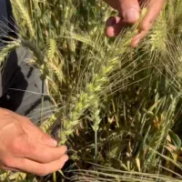 بیشترین تناژ گندم سال