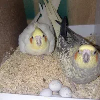 عروس هلندی مولد روی تخم