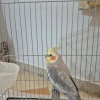 عروس هلندی گمشده