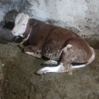 گوساله نر سمینتال اصل جنس