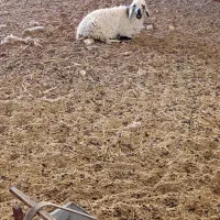 بره