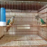 جفت تراکوییس