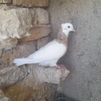 کفتر