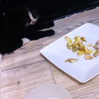 بچه گربه واگذاری رایگان
