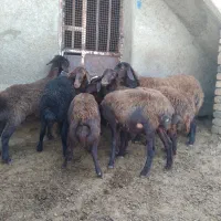 باسلام فروش ۸راس بره ماده افشاری اصل