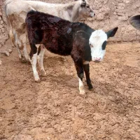 یک راس گوساله سیمینتال ماده