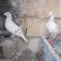 سارعوقون