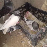 شیخ و دورگ