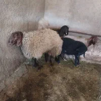 جهت کشتار