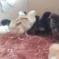 جوجه محلی دورگ