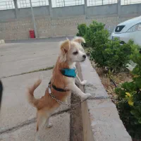 سگ  ترکیب  شیتزو وپامر