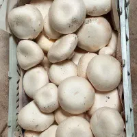 قارچ تازه و ارگانیک