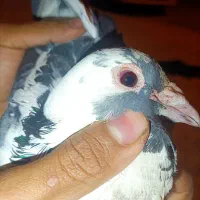 پلاکی جان اردن