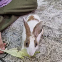 خرگوشی خانگی پرجنب وجوش
