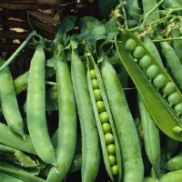 نخودفرنگی پرمغز کیلو 75فقط برای امروز