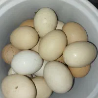 تخم مرغ