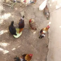 مرغ خروس محلی