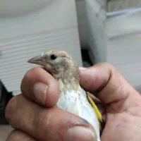 جوجه سهره  قناری