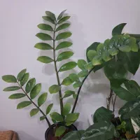 گل و گیاه طبیعی