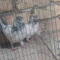 کبوتر کاشونی