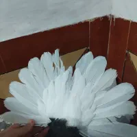 کبوتر اشعل دم سفید