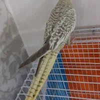 عروس هلندی|پرنده|مشهد, چهارچشمه|دیوار