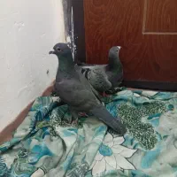 کفتر|پرنده|مشهد, رده|دیوار