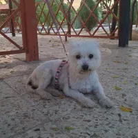 سگ پیداشده
