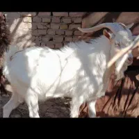 بز سانام جهادی همراه چپیش