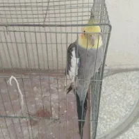 عروس هلندی