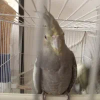 جوجه لوتینو و سیامون نر چهار ماهه