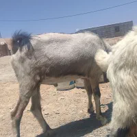 گوسفنددو رگه صید فروش فوری