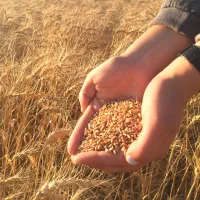 فروش گندم ابی