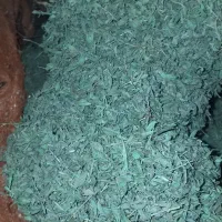 آویشن کوهی