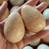 تخم نطفه دار بوقلمون