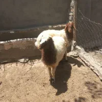 دو عدد بره قوچی