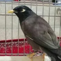 مرغ مینا سخنگو