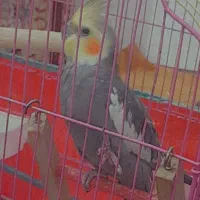 گمشده‌