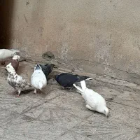 چندعدد کفتر