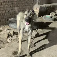 سگ خراسانی