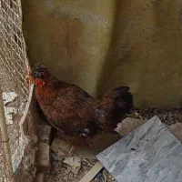 مرغ جوان