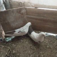 کبوتر