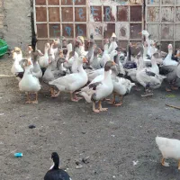 غاز درشت و درجه یک