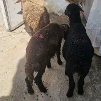 ۳ راس بره